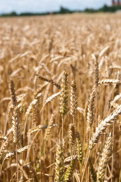 stock image Barley