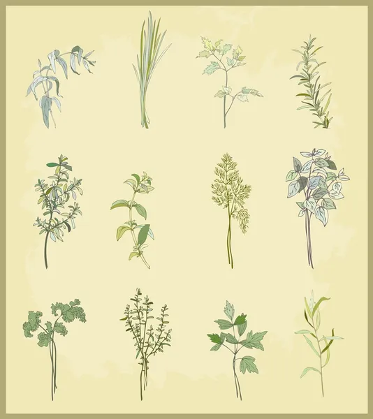 Zbiór świeże zioła. ilustracja pikantne zioła. — Wektor stockowy