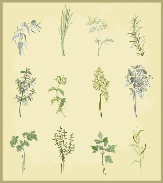 Kolekce čerstvé bylinky. ilustrace kořeněné byliny. Stock Ilustrace