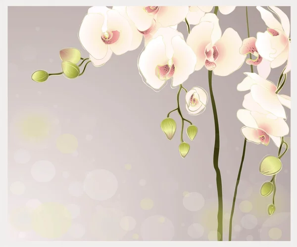 Carte de voeux avec orchidée. Illustration ou cachette . — Image vectorielle