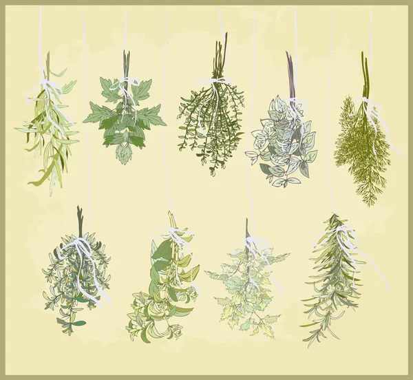 Kořeněné byliny. kolekce čerstvé bylinky. ilustrace kořeněné byliny. — Stockový vektor