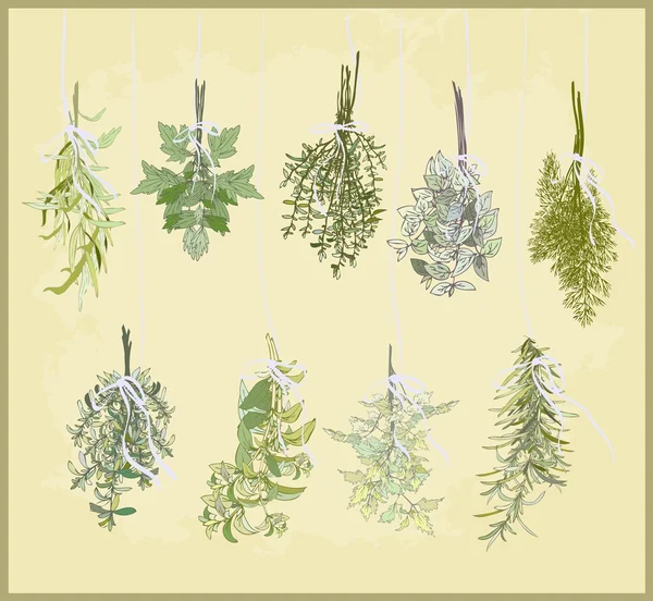 Kořeněné byliny. kolekce čerstvé bylinky. ilustrace kořeněné byliny. Stock Vektory