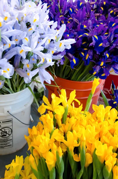 Variety of irises in buckets at Pike Place market