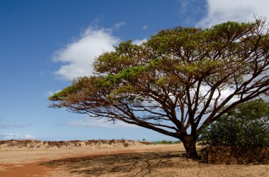 Güzel pod ağaç tonları Rus Fort Elizabeth, Kauai verir.