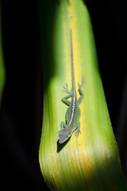 Yeşil anole ti tesisi yakınındaki opaekaa düşer, Doğu kıyı, kauai