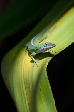 Yeşil anole ti tesisi yakınındaki opaekaa düşer, Doğu kıyı, kauai