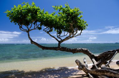 Beautiful small heliotrope tree cast a shadow over water at Anini beach, North shore, Kauai clipart