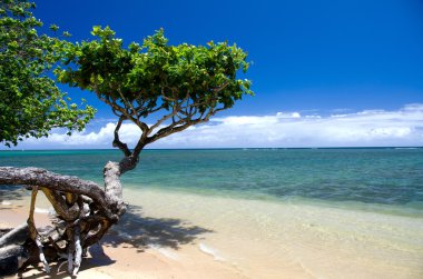 güzel küçük heliotrope ağaç su anini beach, north shore, kauai üzerinde bir gölge düşürdü.