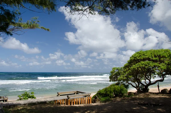 Sendero de madera y pinos cerca de la playa de Wailua, orilla este, Kauai —  Fotos de Stock