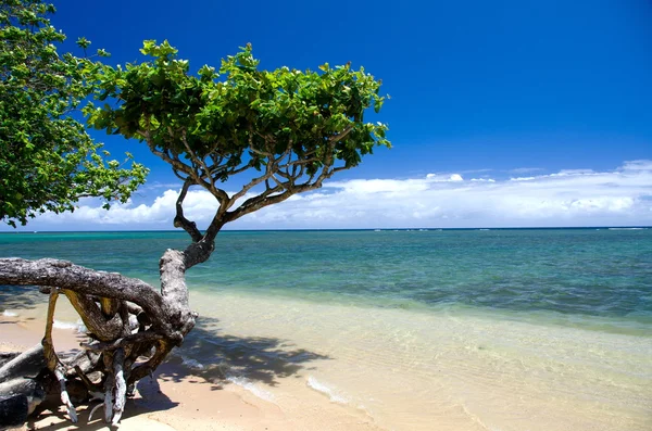 Hermoso pequeño árbol de heliotropo proyectó una sombra sobre el agua en la playa de Anini, orilla norte, Kauai — Foto de Stock