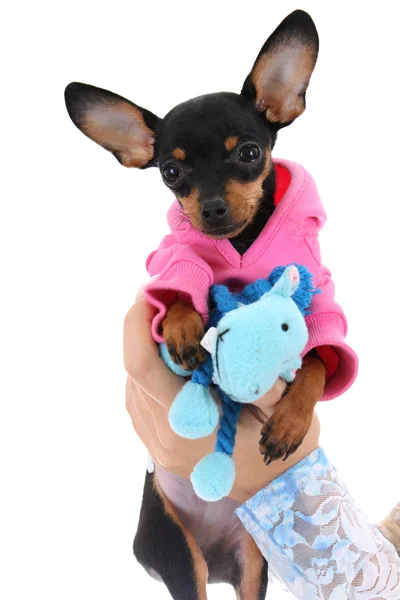 Filhote de cachorro bonito com o brinquedo na mão feminina — Fotografia de Stock