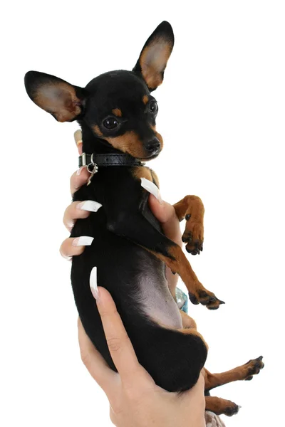 Cute puppy in female hand over white — Stock Photo, Image