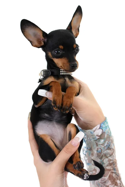 Cute puppy in female hands over white — Stock Photo, Image