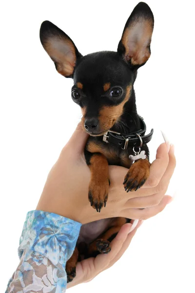 Lindo cachorro en manos femeninas sobre blanco —  Fotos de Stock