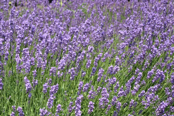 stock image Lavender flowers