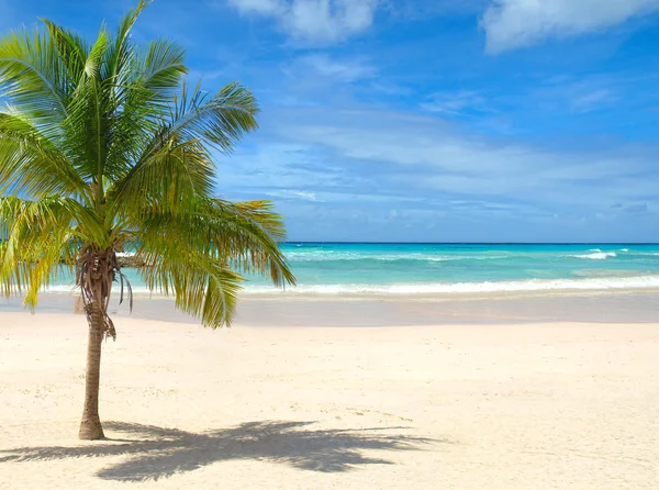 Пляж с пальмой — стоковое фото