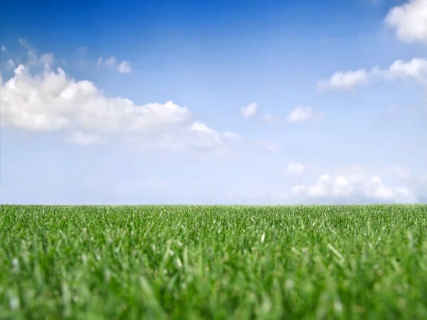 stock image Grass and Sky