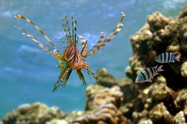 lionfish (pterois volitans) mercan kayalığı red sea, Mısır'ın üzerinde