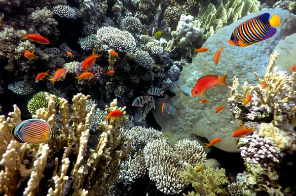 Риф з різноманітними твердими і м'якими коралами і тропічною рибою — стокове фото