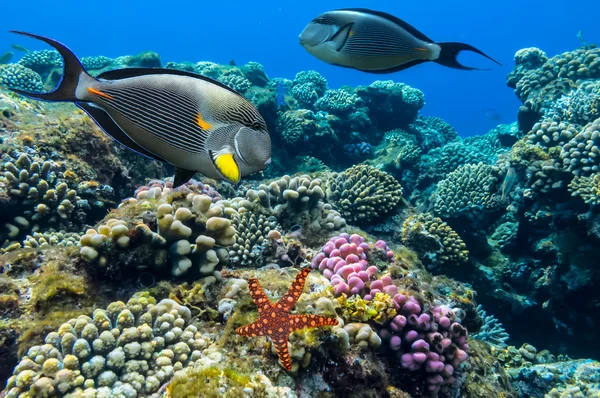 Tropical fish Acanthurus sohal — Stock Photo, Image