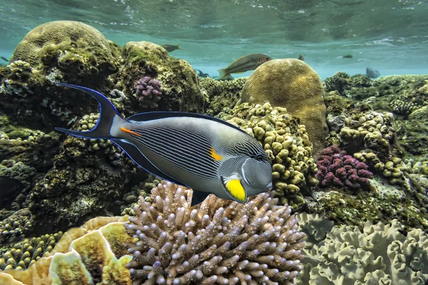 Peixes tropicais Acanthurus sohal — Fotografia de Stock