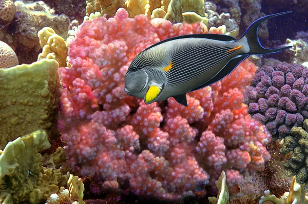 Кораловий риф з Acropora — стокове фото
