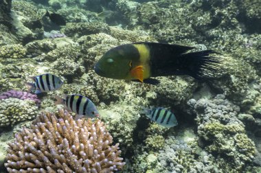 Boomtail wrasse (Cheilinus lunulatus)