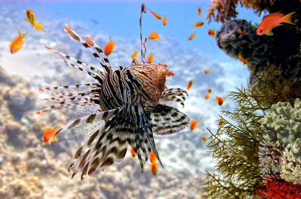 Peixe-leão (Pterois volitans ) — Fotografia de Stock