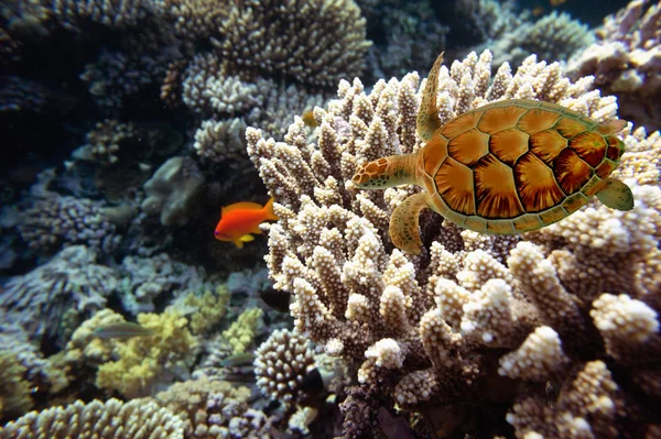 Korallenfische des Roten Meeres. Ägypten — Stockfoto