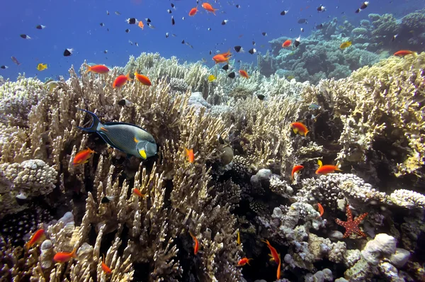 Peixes tropicais no recife de coral — Fotografia de Stock