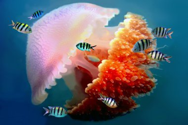 Dev denizanaları suyun altında takip tentacles ile Yüzme