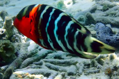 Redbreasted wrasse