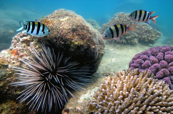 大海胆使它的方式跨一个珊瑚礁 — 图库照片