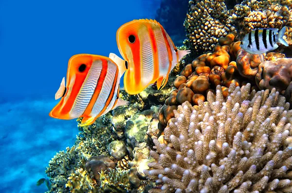 Arrecife de coral y pez mariposa de la banda de cobre — Foto de Stock