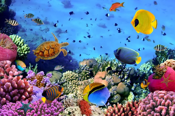 Foto av en korallkoloni — Stockfoto