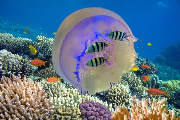 Рыба и гигантская медуза — стоковое фото