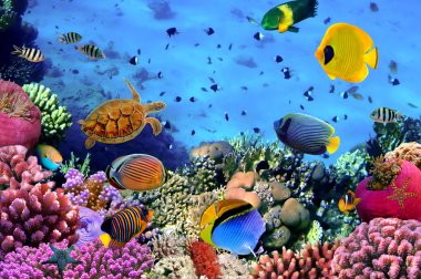 Photo of a coral colony clipart