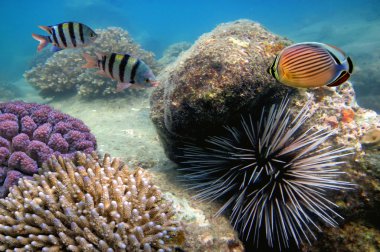 Large Sea Urchin making its way across a coral reef clipart