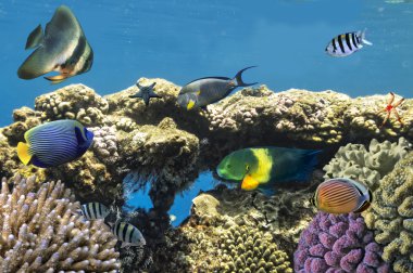 Tropical Fish on Coral Reef in the Red Sea clipart