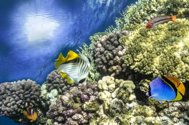 Underwater shoot of vivid coral reef with a fishes clipart