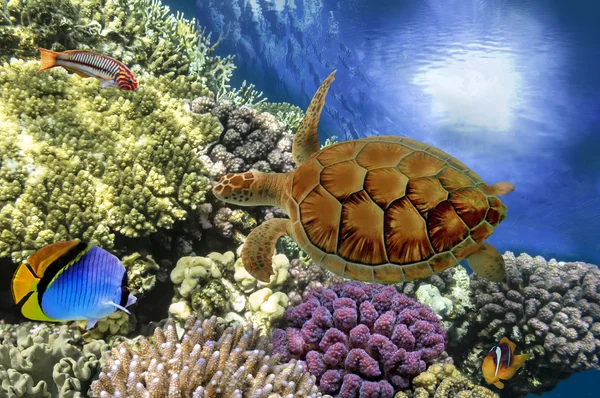 Pousse sous-marine de récif corallien vif avec un poisson — Photo
