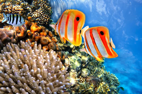 サンゴ礁とハシナガチョウチョウウオ — ストック写真