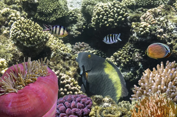 Tropische vissen op koraal rif in de rode zee — Stockfoto