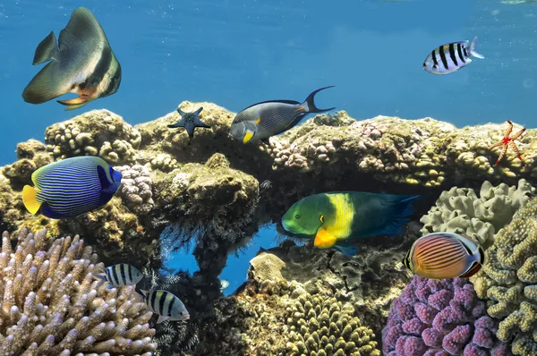Tropiska fiskar på korallrev i Röda havet — Stockfoto
