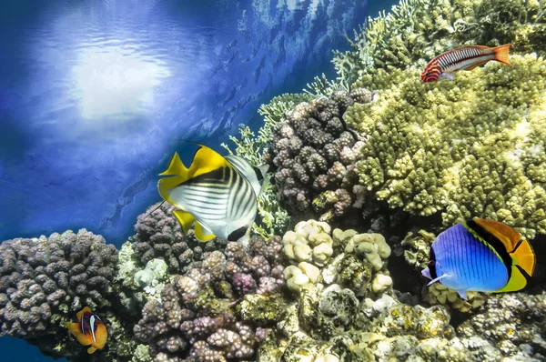 Tiro subaquático de recife de coral vívido com um peixe — Fotografia de Stock