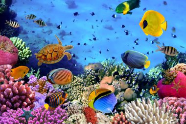 Bir mercan kolonisinin fotoğrafı