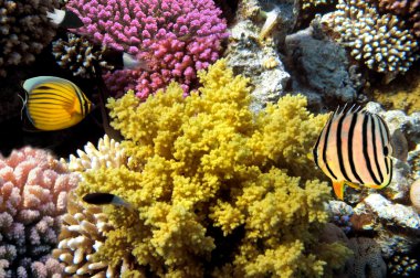 tropikal balıklar Kızıldeniz coral reef doğum