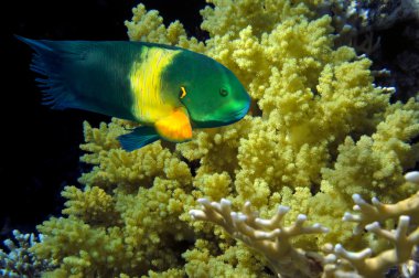 Boomtail wrasse (Cheilinus lunulatus)