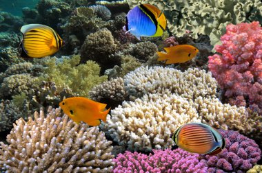 Red Sea Coral Reef with Butterflyfish clipart