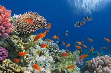 tropikal balıklar Kızıldeniz coral reef doğum